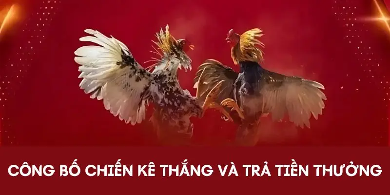 Công bố chiến kê thắng và trả tiền thưởng
