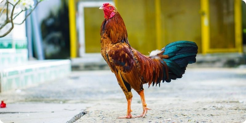 Các giống gà tre được lựa chọn cho thi đấu đá gà