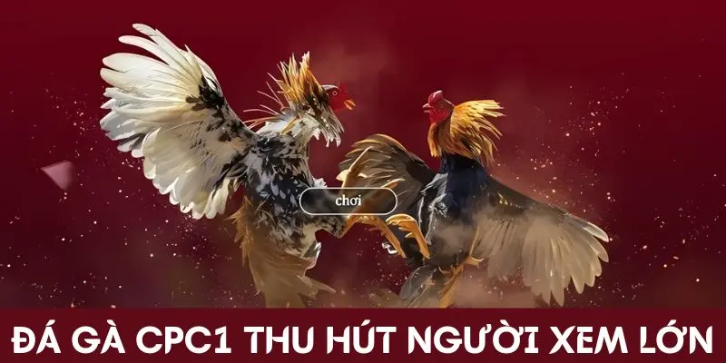 Đá gà CPC1 thu hút người xem lớn