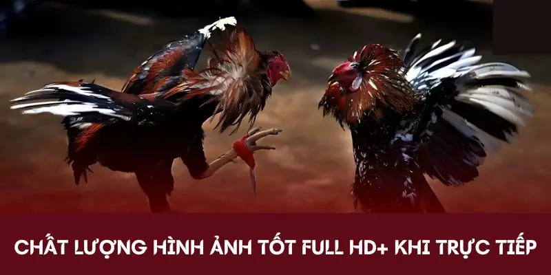 Chất lượng hình ảnh tốt full HD+ khi trực tiếp