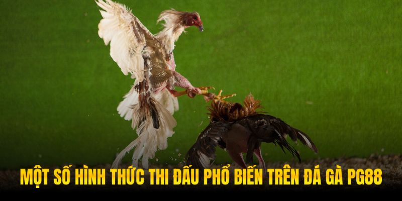 Đa dạng các hình thức thi đấu đá gà PG88 khác nhau