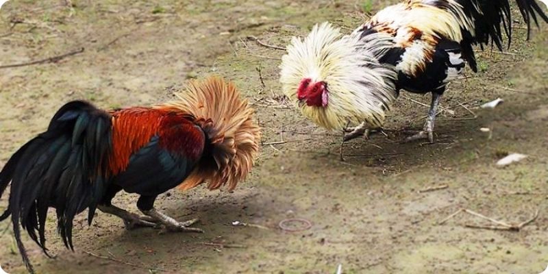 Những cách chọn chiến kê trong bộ môn đá gà tre