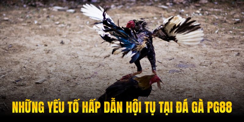 Sản phẩm sở hữu những tính năng ưu việt hàng đầu của bộ môn chọi gà
